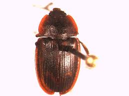 Attēlu rezultāti vaicājumam “Nitidulidae”