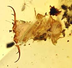 Attēlu rezultāti vaicājumam “Myrmeleontidae larva”