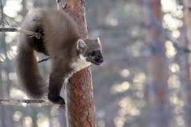 Attēlu rezultāti vaicājumam “Martes martes”