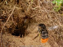 Attēlu rezultāti vaicājumam “Bombus lapidarius”