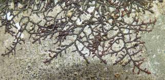 Attēlu rezultāti vaicājumam “Frullania fragilifolia”