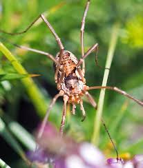 Attēlu rezultāti vaicājumam “Phalangium opilio”