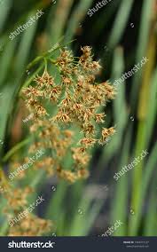 Attēlu rezultāti vaicājumam “Cladium mariscus leaf”