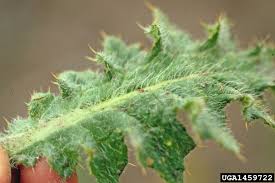 Attēlu rezultāti vaicājumam “Cirsium vulgare leaf”