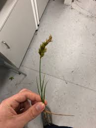 Attēlu rezultāti vaicājumam “Carex arenaria”