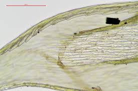 Attēlu rezultāti vaicājumam “Brachythecium salebrosum”
