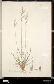 Attēlu rezultāti vaicājumam “Helictotrichon pratense leaf”