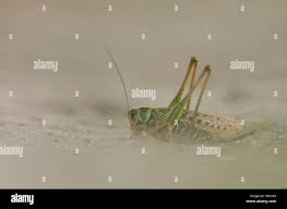 Attēlu rezultāti vaicājumam “Decticus verrucivorus nymph”