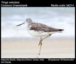 Attēlu rezultāti vaicājumam “Tringa nebularia”