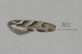 Attēlu rezultāti vaicājumam “Phyllonorycter apparella”