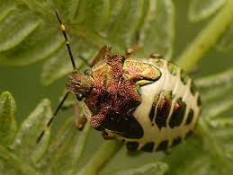 Attēlu rezultāti vaicājumam “Troilus luridus”