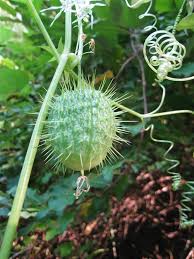 Attēlu rezultāti vaicājumam “Echinocystis lobata flower”
