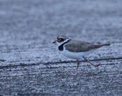 Attēlu rezultāti vaicājumam “Charadrius dubius adult”
