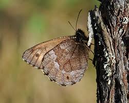 Attēlu rezultāti vaicājumam “Oeneis jutta”