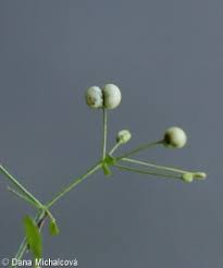 Attēlu rezultāti vaicājumam “Galium album leaf”