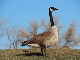 Image result for Branta canadensis
