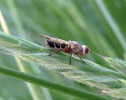 Attēlu rezultāti vaicājumam “Tetanops myopina”