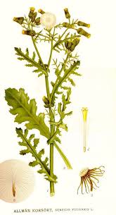 Attēlu rezultāti vaicājumam “Senecio vulgaris flower”