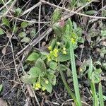 Attēlu rezultāti vaicājumam “Draba nemorosa fruit”