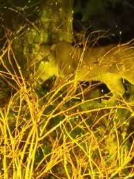 Image result for Craigavon Cougars