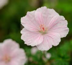 Attēlu rezultāti vaicājumam “Geranium sanguineum”