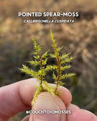 Attēlu rezultāti vaicājumam “Calliergonella cuspidata sporophyte”