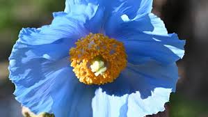Image result for Scheinmohn blau