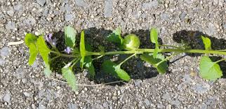 Attēlu rezultāti vaicājumam “Liposthenes glechomae”