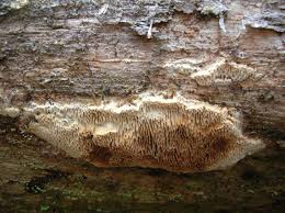 Attēlu rezultāti vaicājumam “Antrodia sinuosa”