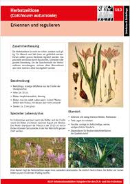 Image result for Herbstzeitlose