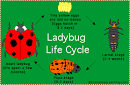 Ladybugs