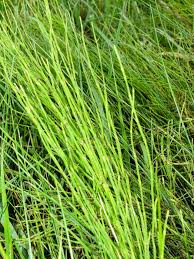 Attēlu rezultāti vaicājumam “Equisetum palustre”