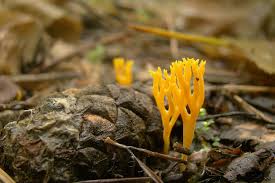 Attēlu rezultāti vaicājumam “Ramariopsis crocea”