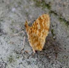 Attēlu rezultāti vaicājumam “Hydrelia flammeolaria”