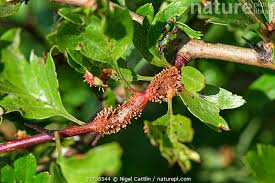 Attēlu rezultāti vaicājumam “Gymnosporangium sp.”