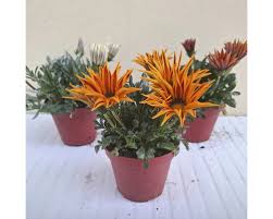 Image result for Gazanien