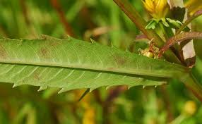 Attēlu rezultāti vaicājumam “Bidens cernua flower”