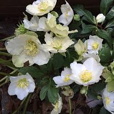 Attēlu rezultāti vaicājumam “Helleborus niger flower”
