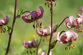 Attēlu rezultāti vaicājumam “Lilium martagon leaf”