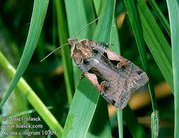 Attēlu rezultāti vaicājumam “Xestia c-nigrum”