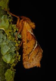 Attēlu rezultāti vaicājumam “Hepialus sylvina female”