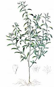 Attēlu rezultāti vaicājumam “Microrrhinum minus leaf”