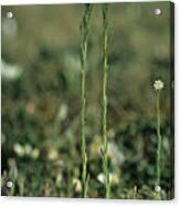 Attēlu rezultāti vaicājumam “Arabis hirsuta flower”