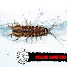 Attēlu rezultāti vaicājumam “Asellus aquaticus”