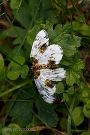 Attēlu rezultāti vaicājumam “Abraxas sylvata”