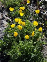 Image result for Scheinmohn