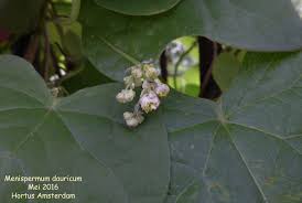 Attēlu rezultāti vaicājumam “Menispermum dauricum leaf”