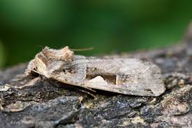 Attēlu rezultāti vaicājumam “Xestia c-nigrum”