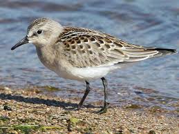 Image result for Calidris ruficollis