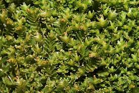 Attēlu rezultāti vaicājumam “Tritomaria exsecta”